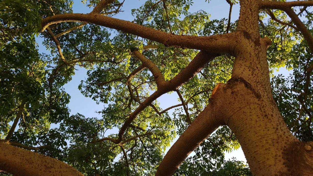 La Ceiba Speciosa Acomodação com café da manhã Capaccio Exterior foto